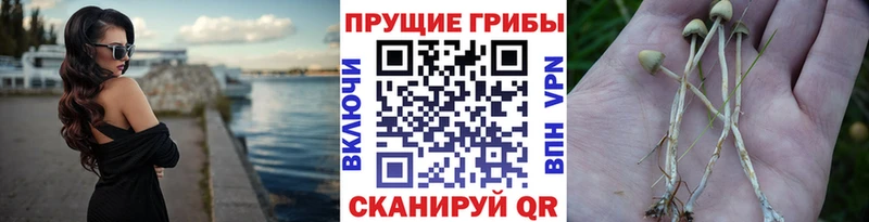 ОМГ ОМГ tor  Аша  Псилоцибиновые грибы мухоморы 